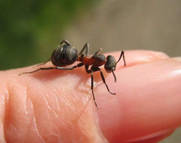 Ловец муравьев профессии, работа, топ