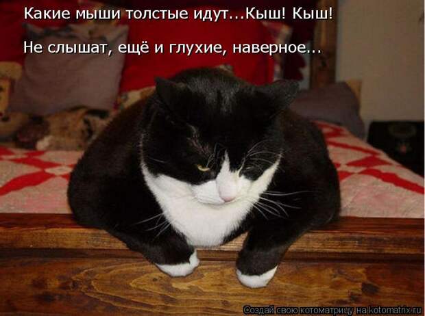 Котоматрица: Не слышат, ещё и глухие, наверное... Какие мыши толстые идут...Кыш! Кыш!