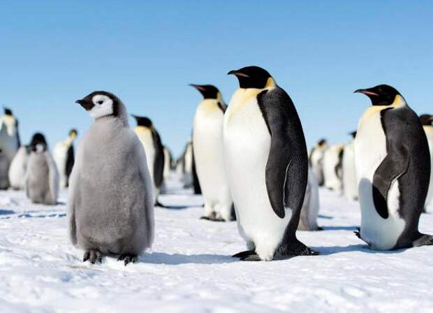 Интересные факты о пингвинах. Пингвины Антарктики: описание
