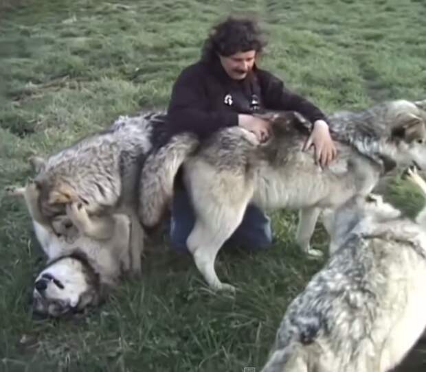 Дружелюбные волки Дикие собаки, Дружелюбные волки, видео, волки, животные, лес, собаки