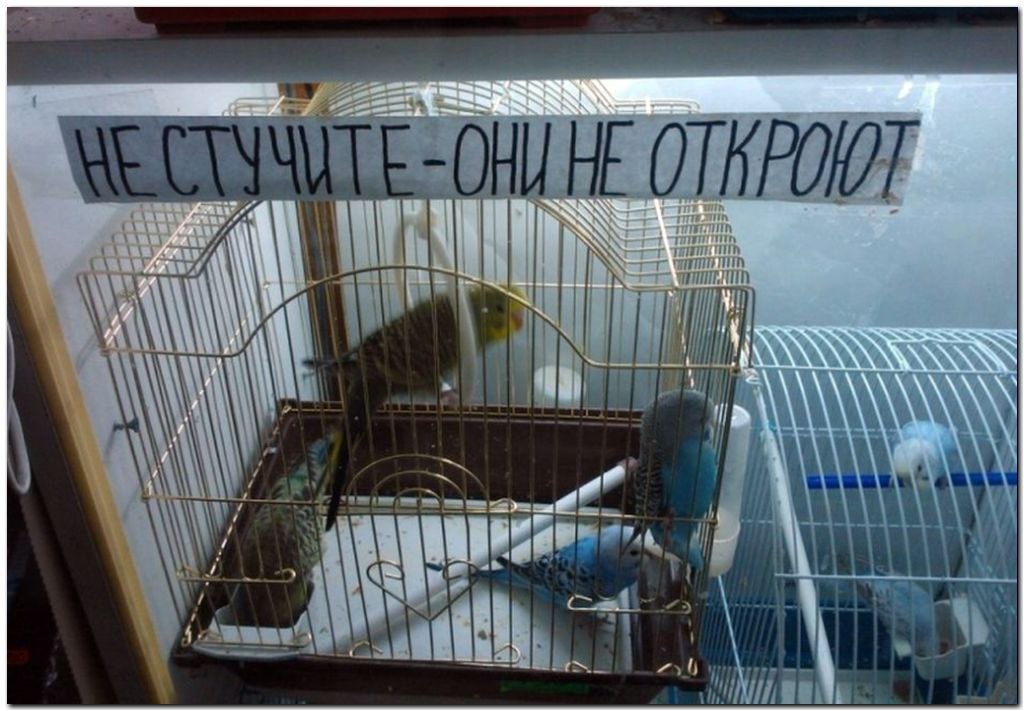 С Сети. Клоуны на марше или немного о политике с улыбкой