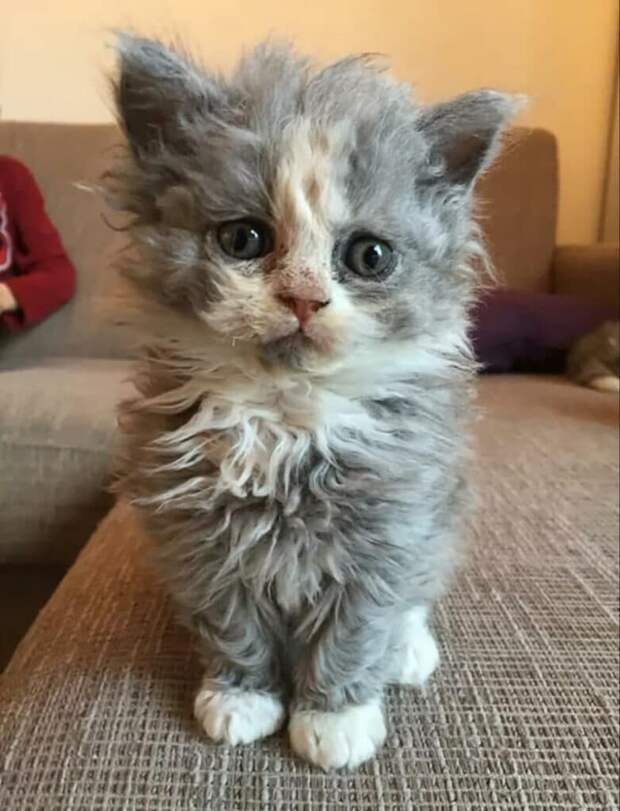 Котёнок породы лаперм пришёл к нам на садовый участок, как беспородный котик