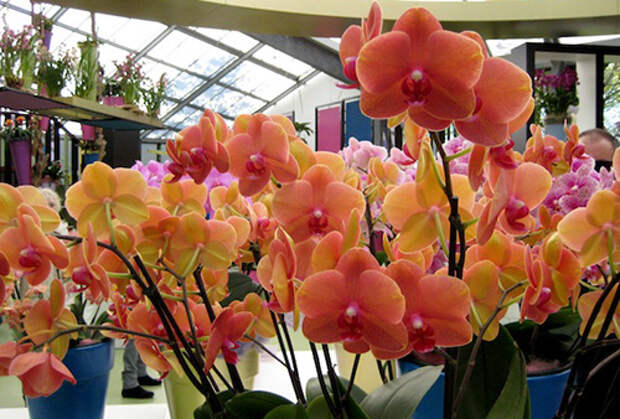 Сад Кёкенхоф орхидеи