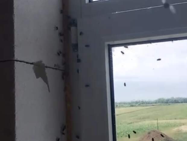 «Полчища мух сжирают нас»: жители Тбилисского района Кубани жалуются на обилие досаждающих насекомых