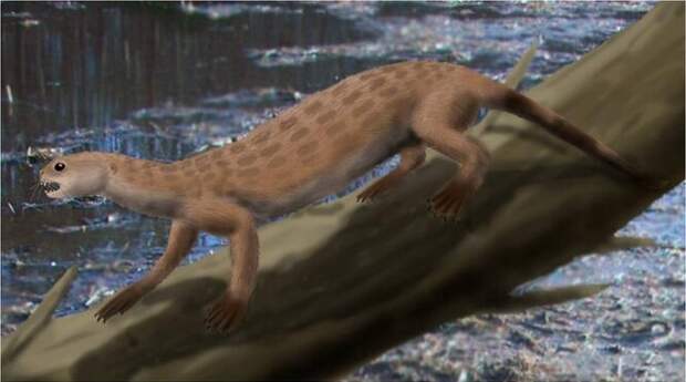 Предполагаемый вид Puijila darwini Предполагаемый вид Puijila darwini