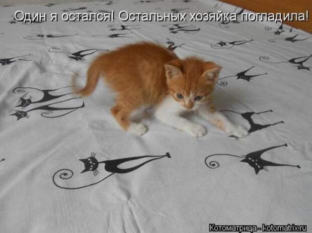 Котоматрицы(картинки с надписями)