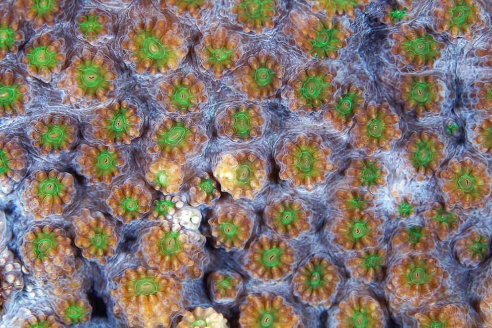 Corals13 Corals13 Макрофотографии кораллов