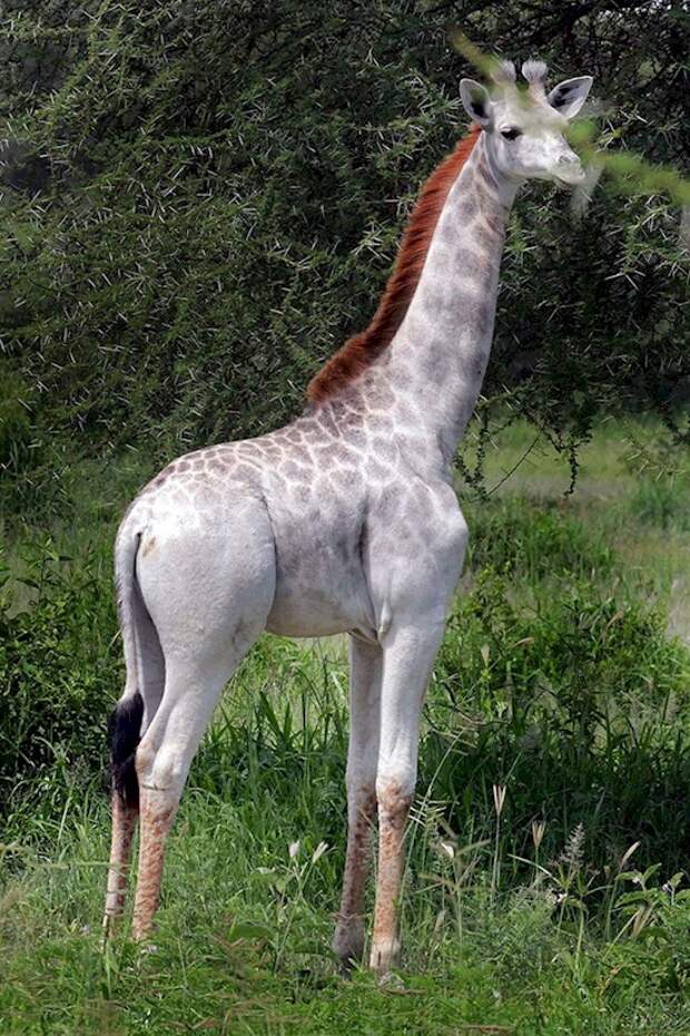 8. Редкий белый жираф в национальном парке Тарангире в Танзании интересное, фотография