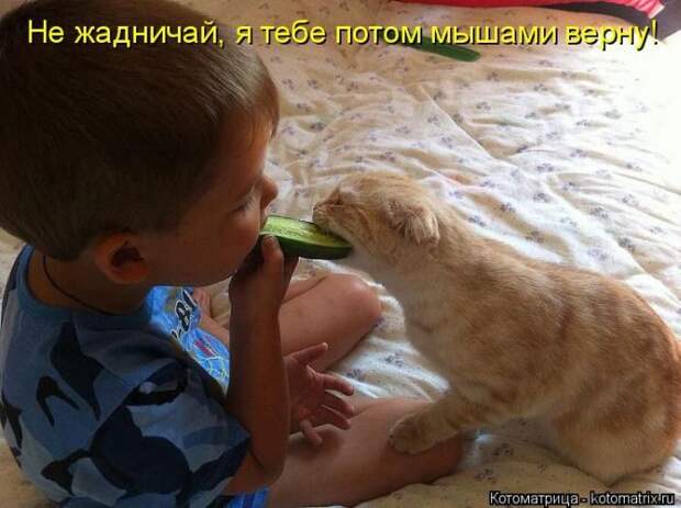 Лучшие котоматрицы недели (50 фото) Лучшие котоматрицы недели