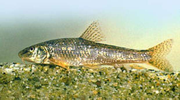 Gobio carpathicus.jpg