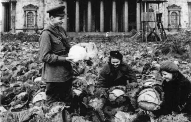 Огороды на улицах Ленинграда в дни блокады