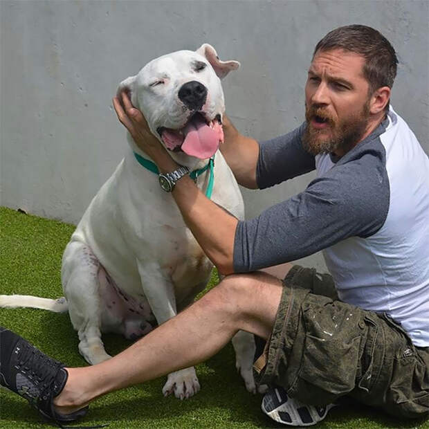 https://sobakibalabaki.com/wp-content/uploads/2017/09/love-for-dogs-tom-hardy-21-59bf7f6fdcfbb__700.jpg