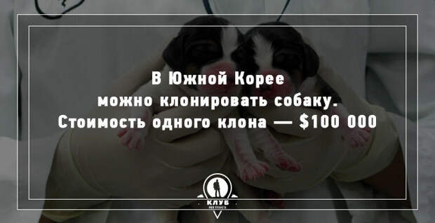 10 УДИВИТЕЛЬНЫХ ФАКТОВ О СОБАКАХ