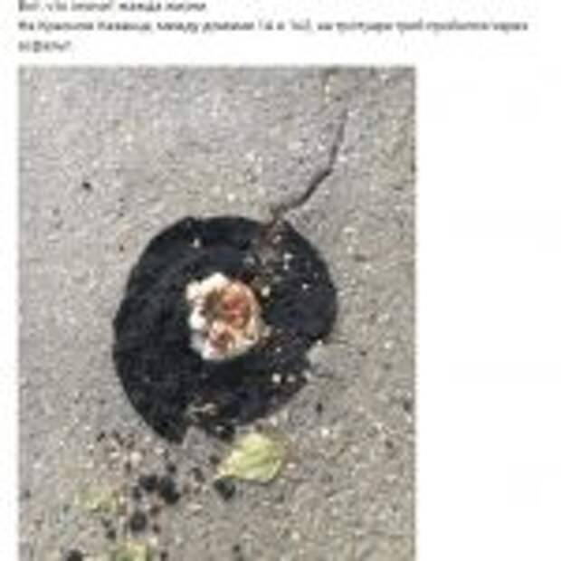 фото дня