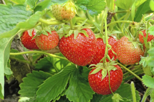 Картинки по запросу strawberry plant
