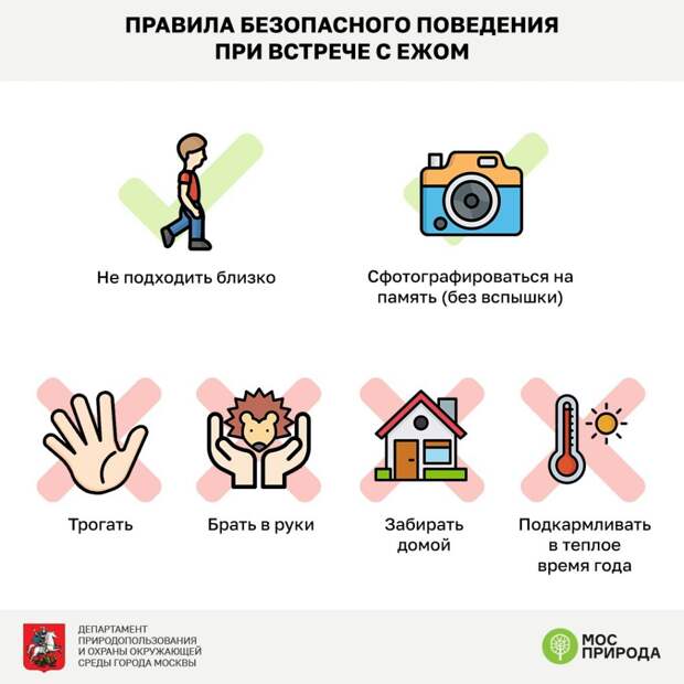 Ежи в парке «Тушинский» в июне ожидают потомство