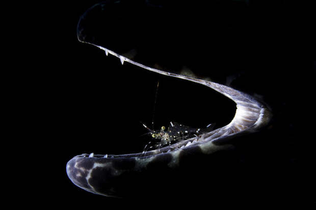 Креветка во рту мурены, Туламбен (Бали). Автор: Лян Фу (Liang Fu) Underwater Photographer of the Year, животные, под водой, фото
