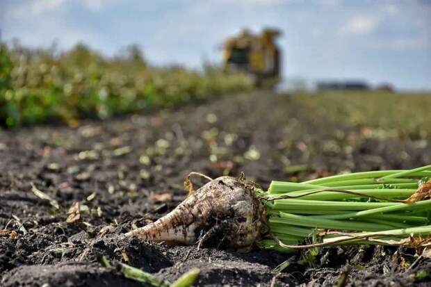 Аграрное производство в Рязанской области за год выросло на 10,8%