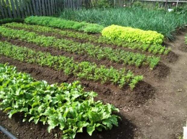 Севооборот овощных культур: что, после чего сажать в огороде?