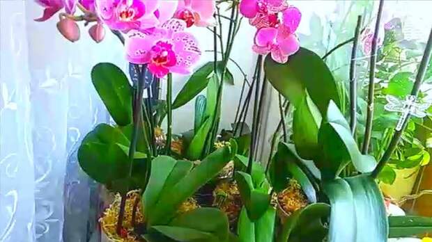 Картинки по запросу орхидеи цветущие