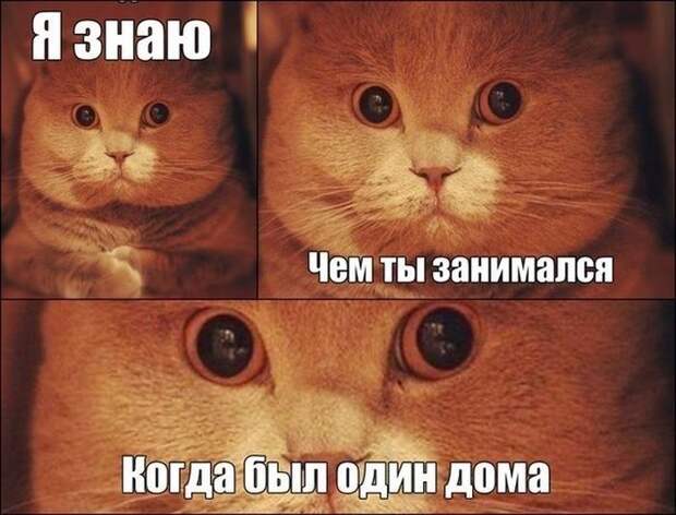 Картинки со смешными подписями (20 фото)