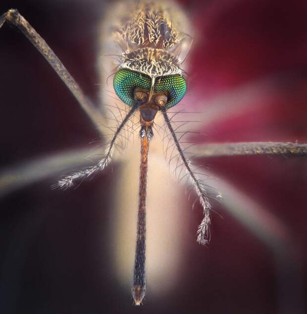 Комар макросъёмка, насекомые, фотограф