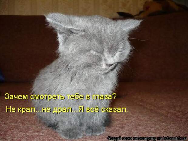 Лучшие котоматрицы недели (50 фото)