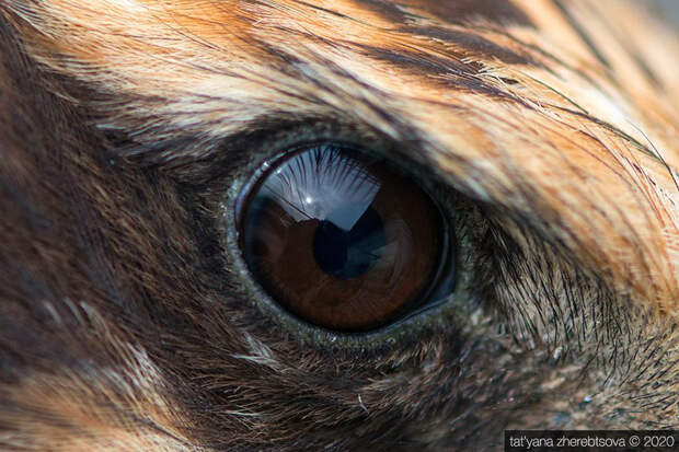Взгляд хищника