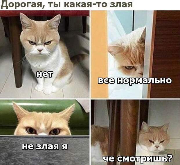 изображение: - Дорогая, ты какая-то злая. - Нет, все нормально, не злая я. Чё смотришь? #Котоматрицы