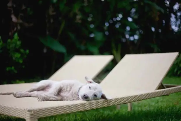 Спасение бездомного пса