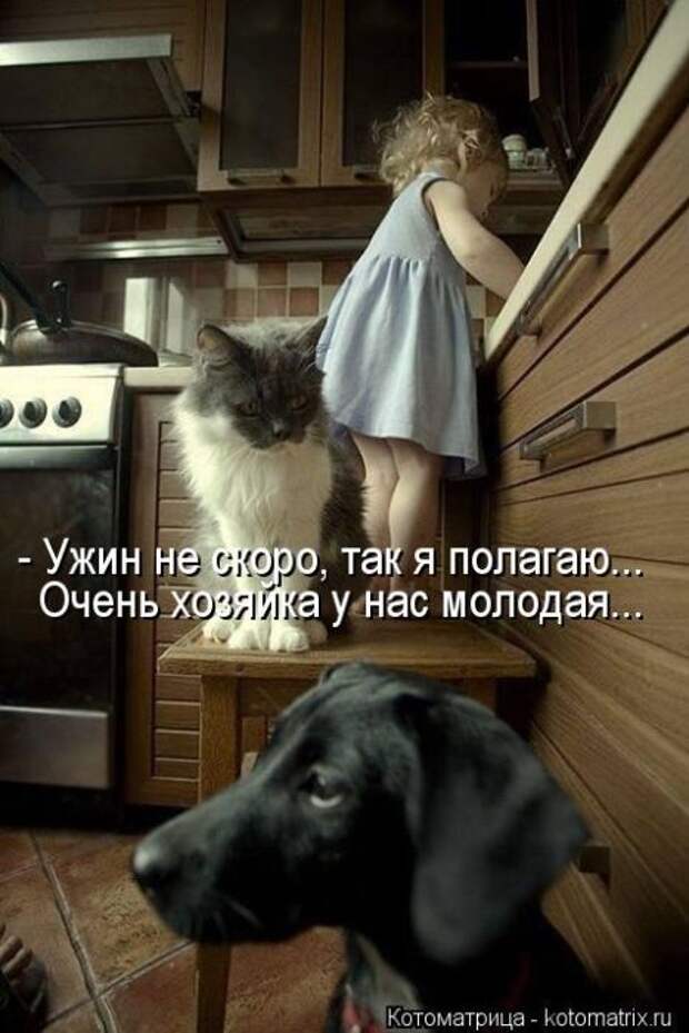 Лучшие котоматрицы недели Лучшие котоматрицы недели
