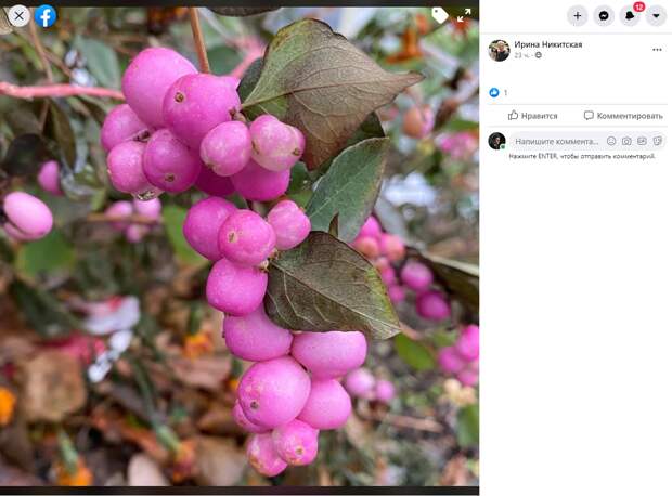 Как цветет снежноягодник фото и описание кустарника