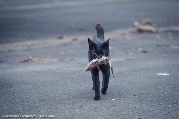 Бродяги кошки, фоторепортаж, япония