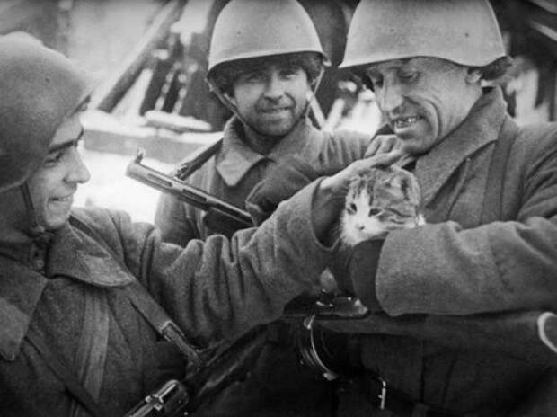 Рыжий кот-зенитчик герои Великой Отечественной войны, голуби, животные на войне, обезьянка, слоны, собаки