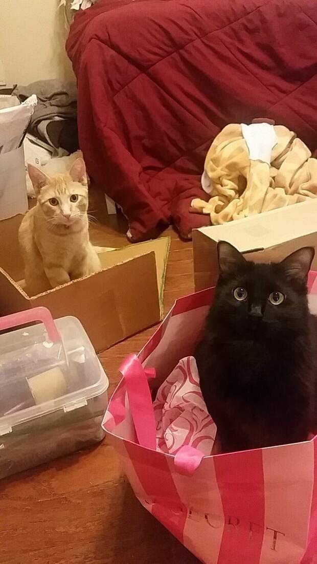 15 котиков, которые обожают коробки 15 котиков, которые обожают коробки