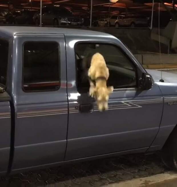 dog3