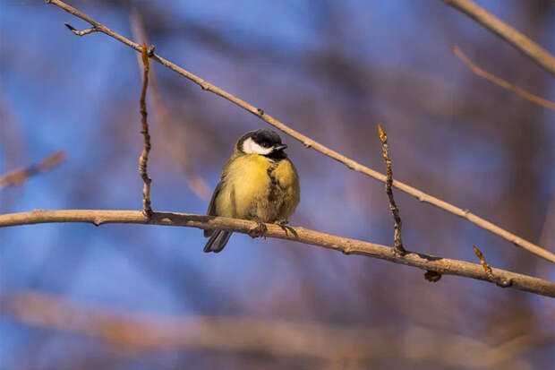 Прогноз погоды на 13-16 января в Новосибирске сделали синоптики