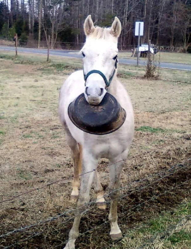 гонь, конь Танго, Tango horse, странный конь, самый странный конь, придурковатый конь