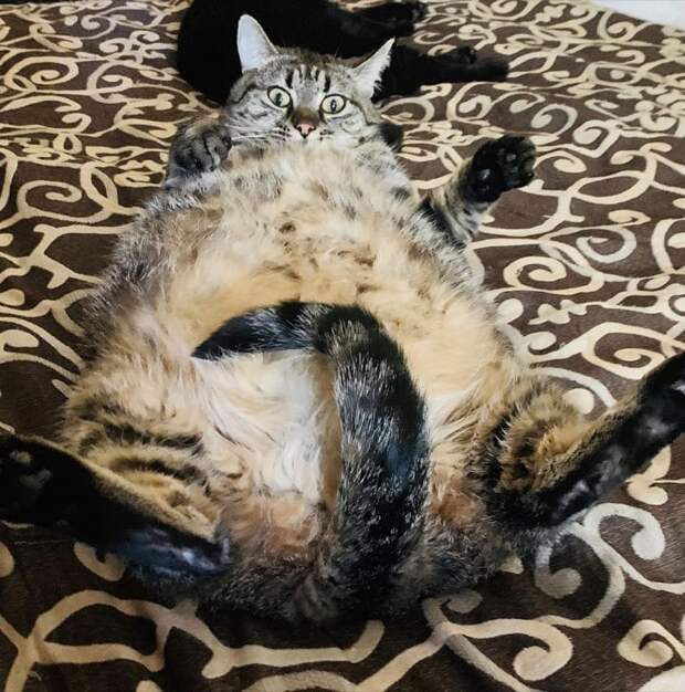 кошка на кровати