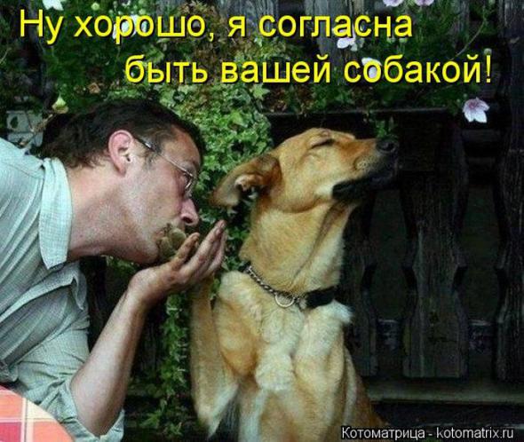 Котоматрицы (картинки с надписями)