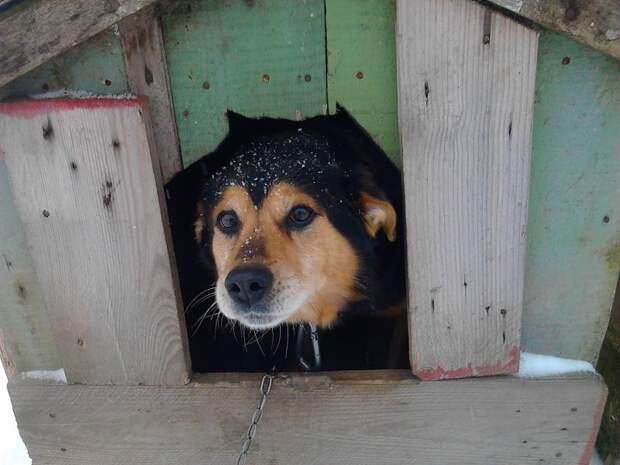 Картинки по запросу собака в будке