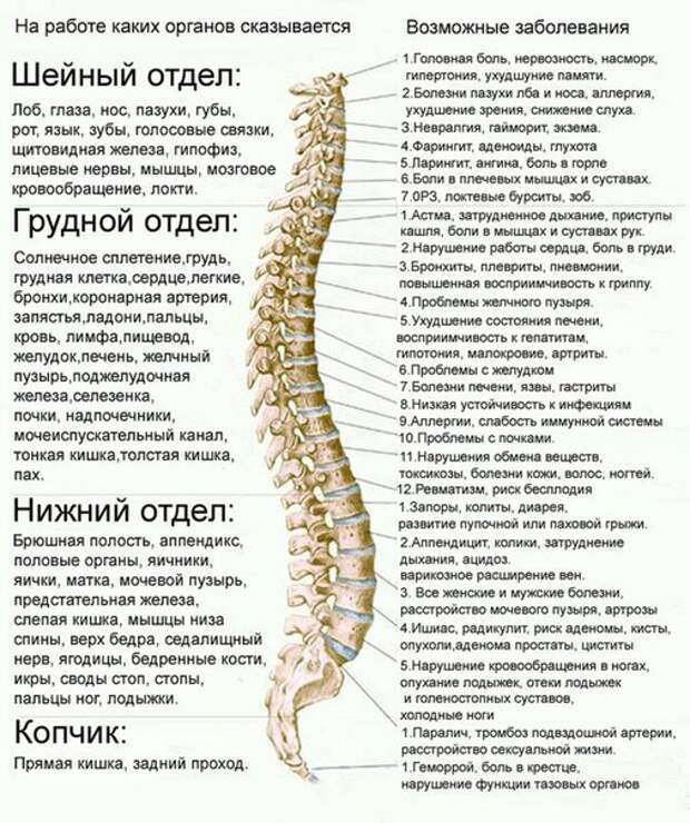 ТЕЛЕСНО-ЭМОЦИОНАЛЬНЫЕ СВЯЗИ ПОЗВОНОЧНОГО СТОЛБА (506x604, 115Kb)