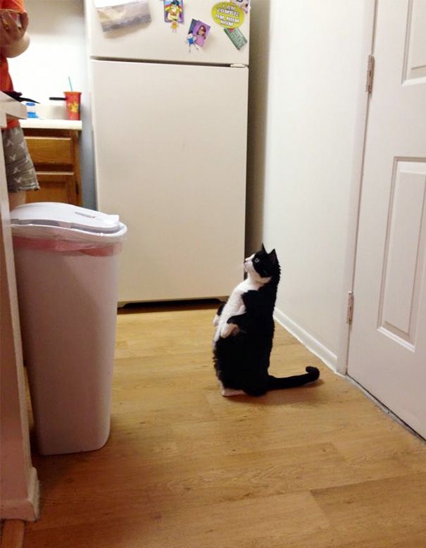 Без кота и жизнь не та