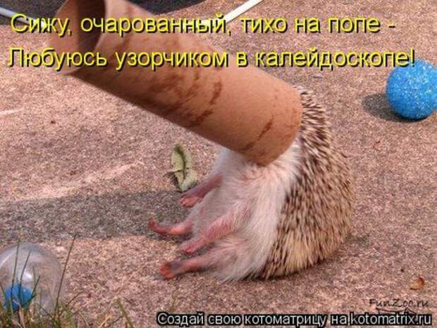 Котоматрицы(картинки с надписями)