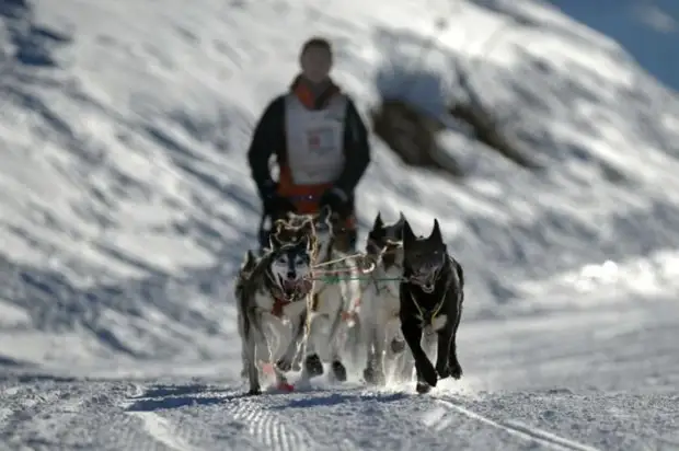 Plemeno husky (34 fotografií)