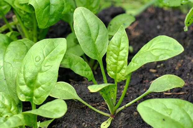 Выращивание шпината