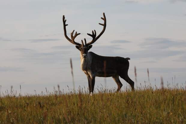 Край дикого северного оленя: от былого обилия к насущной потребности