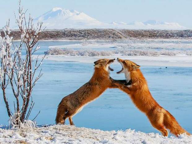 Лучшие фотографии National Geographic за август 2013