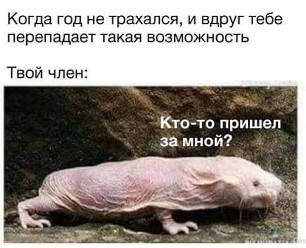 Чернушенция
