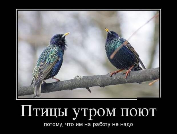 Демотиваторы (26.06.17)